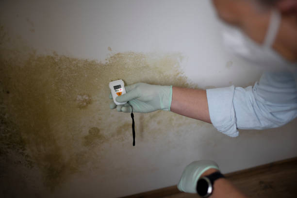 Best Mold Remediation  in Deatsville, AL