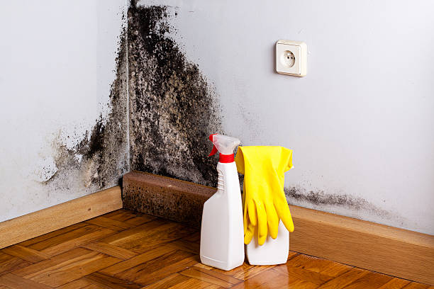Best Mold Testing and Removal  in Deatsville, AL