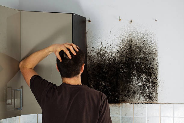 Attic Mold Removal in Deatsville, AL