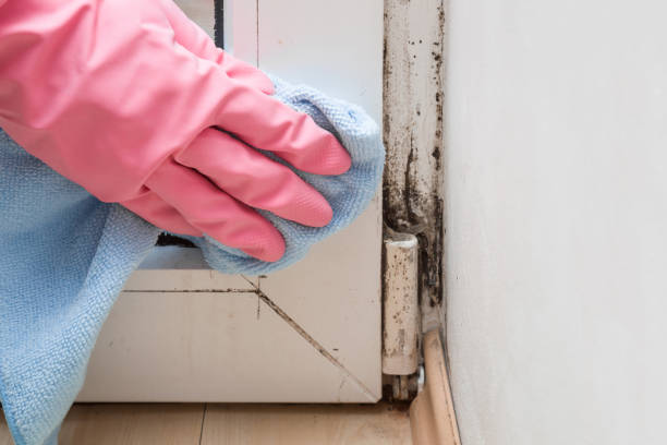 Best Commercial Mold Removal  in Deatsville, AL